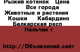Рыжий котенок › Цена ­ 1 - Все города Животные и растения » Кошки   . Кабардино-Балкарская респ.,Нальчик г.